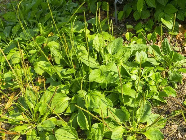 Cluster of Plantain Weeds