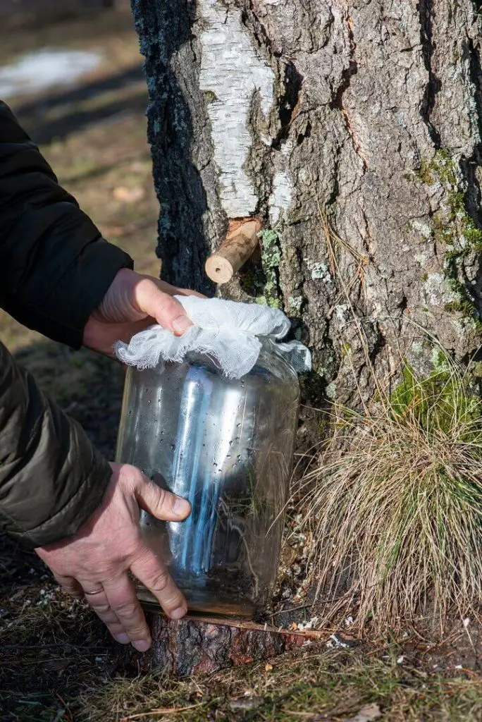 Collecting Birch Syrup