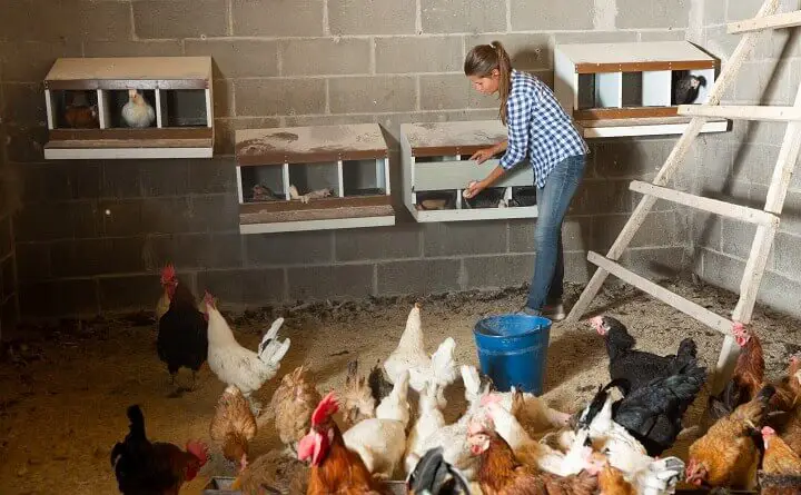 Collecting Eggs In Henhouse