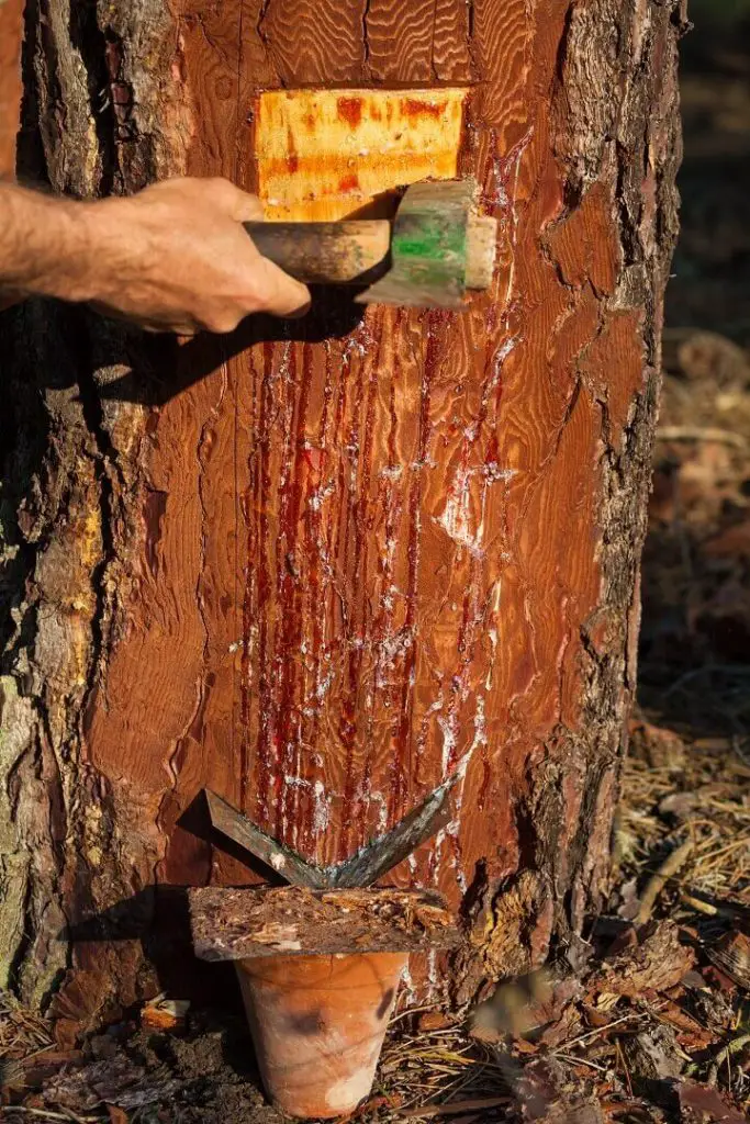 Collecting Pine Resin