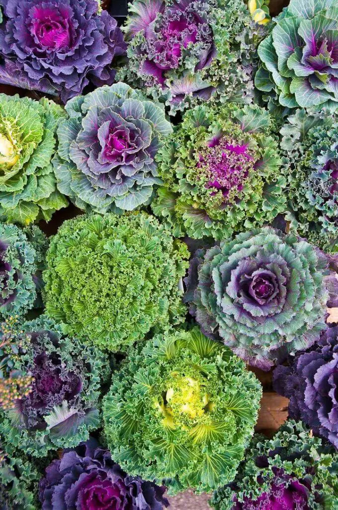 Colorful Cabbage