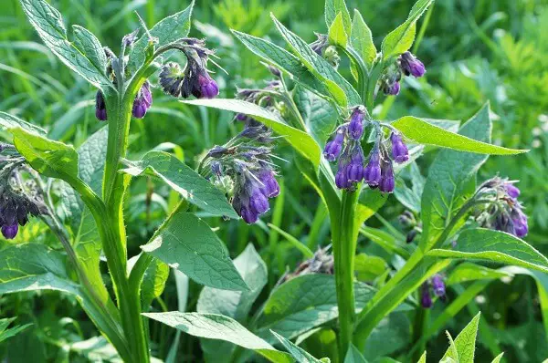 Comfrey Blooming