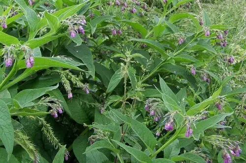 Comfrey Plant