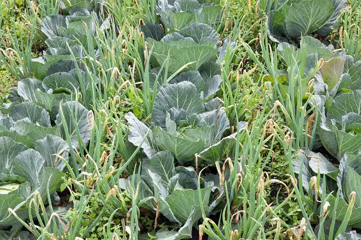 Companion Planting Cabbage and Onions