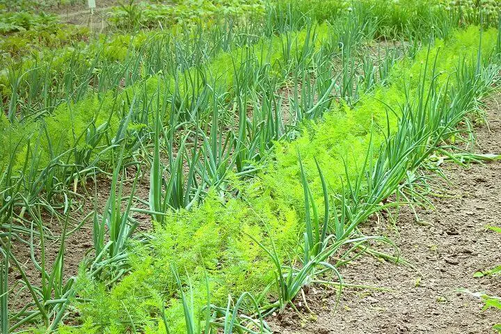Companion Planting Carrots and Onions