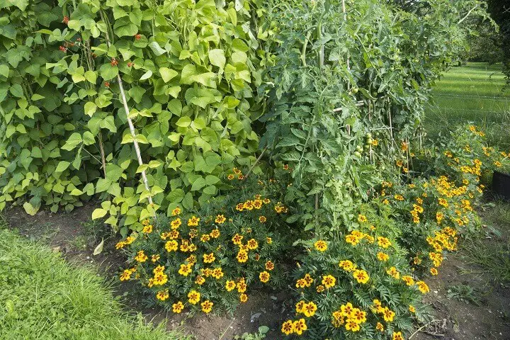 Companion Planting With Marigolds