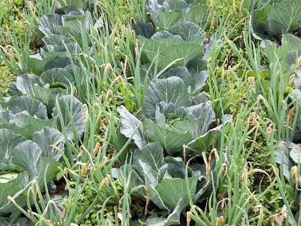 Companion Plants - Cabbage and Onion