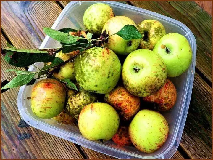 Container of Green Apples