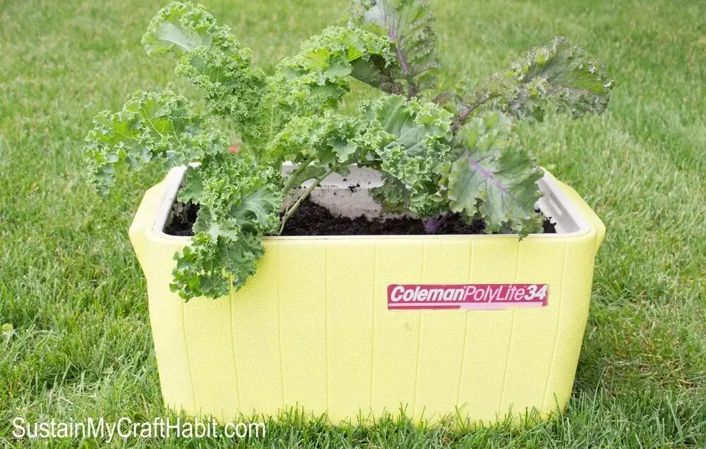 Cooler Upcycled Into Planter