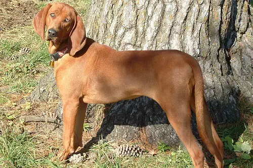 Coonhound