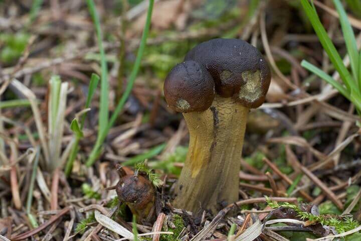 Cordyceps Growing