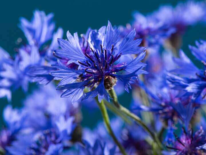 Corn Flowers Up Close