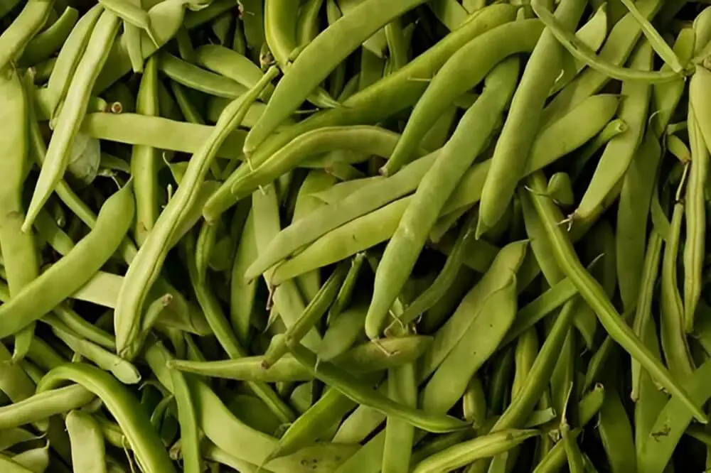 Cowpeas 