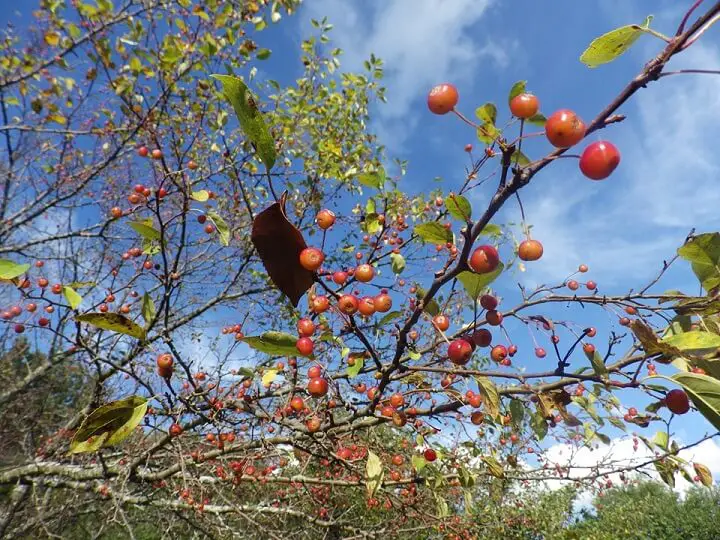 Crab Apples On Tree