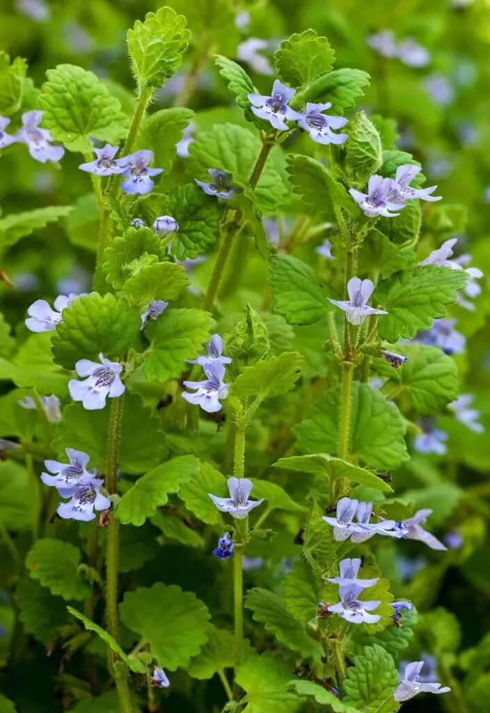 Creeping Charlie (Ground Ivy)