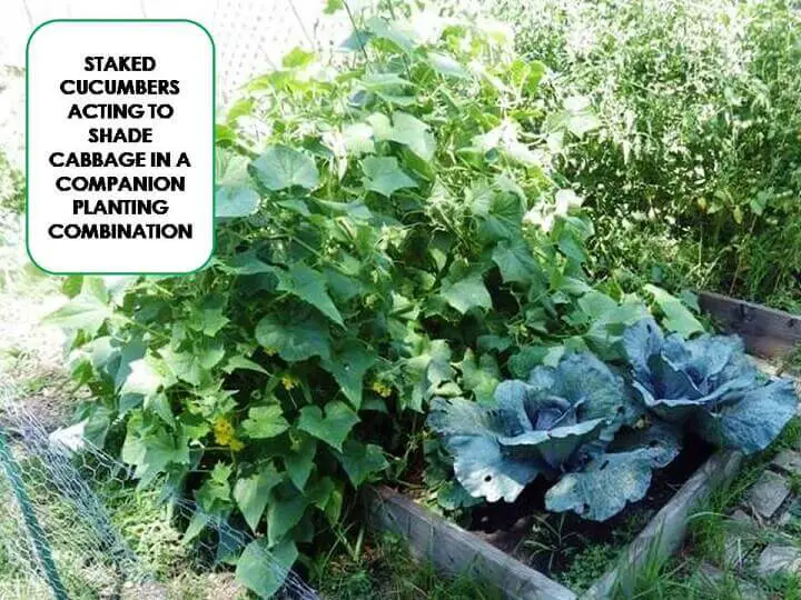 Cucumber and Cabbage Plants