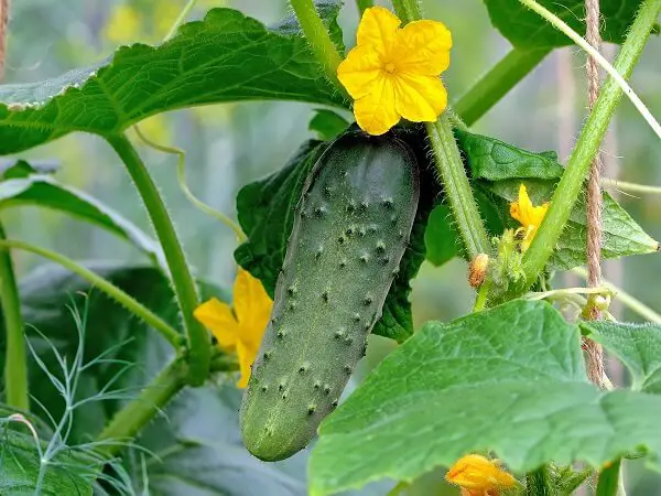 Cucumber on a Vine