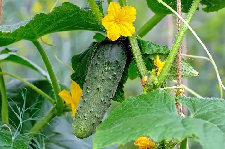 Cucumber on Branch with Flowers