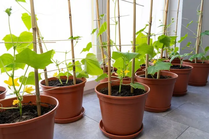 Cucumber Plants in Pots