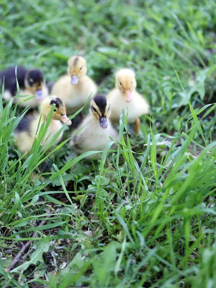 Cute Ducklings on Green Grass