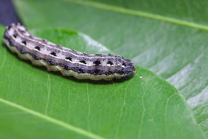 Cutworm Caterpillar on Leaf