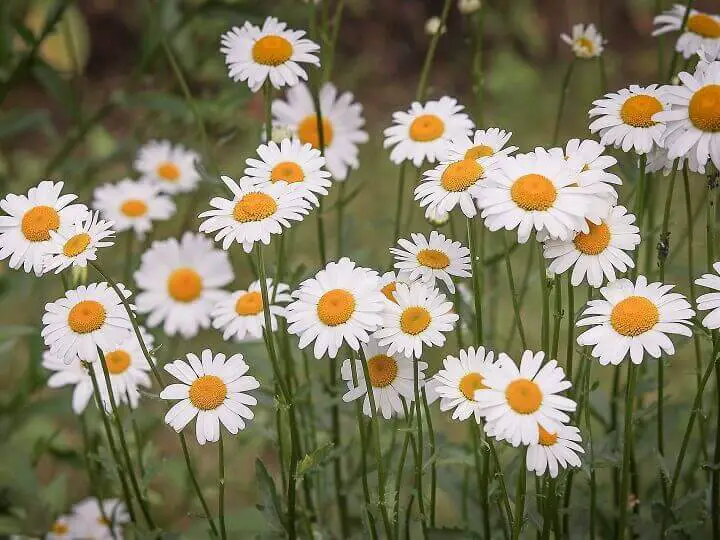 Daisies Outside