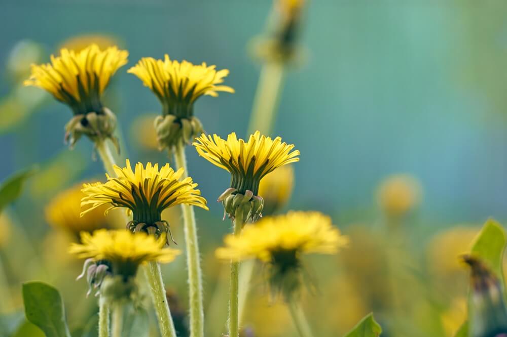 Dandelion Flowers Up Close