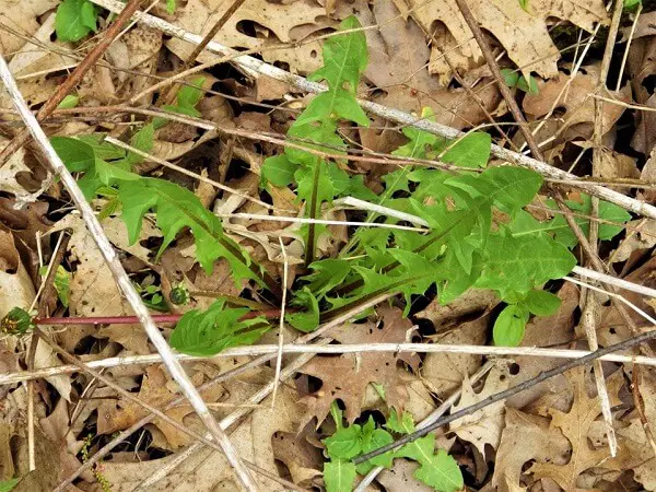 Dandelion Greens