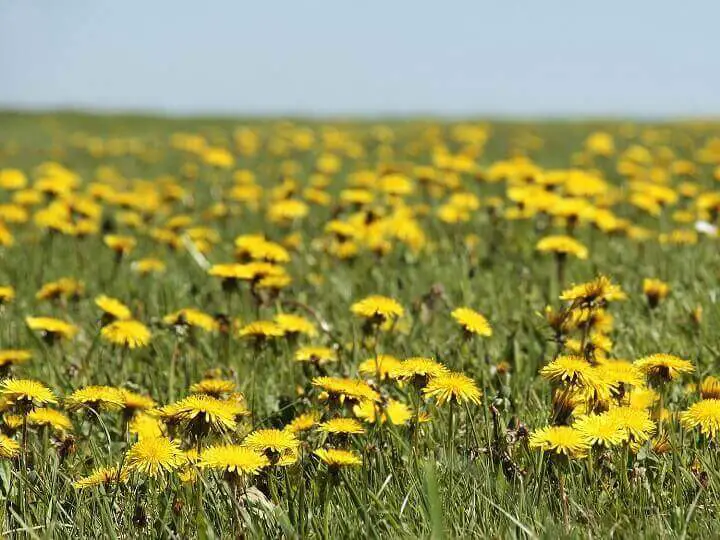 Dandelion Meadow