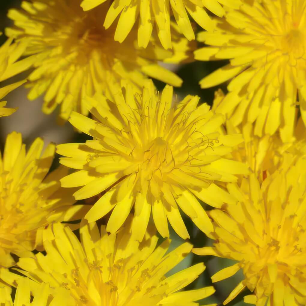 Dandelion (Taraxacum)