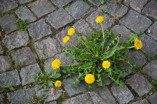 Dandelion Weeds