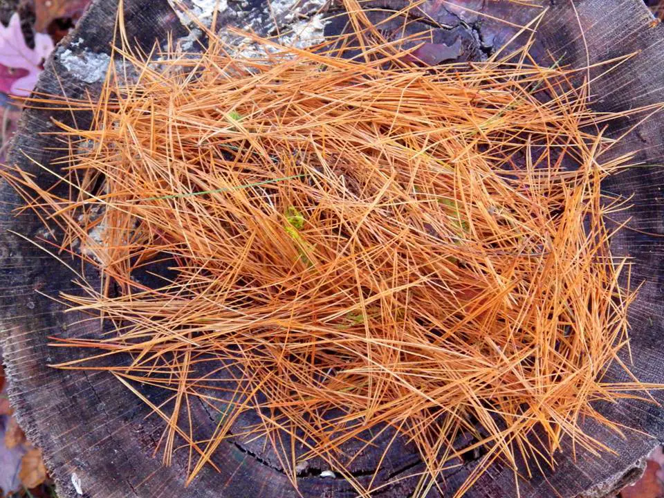 Dead Pine Needles