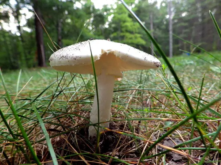 Death Angel Mushroom