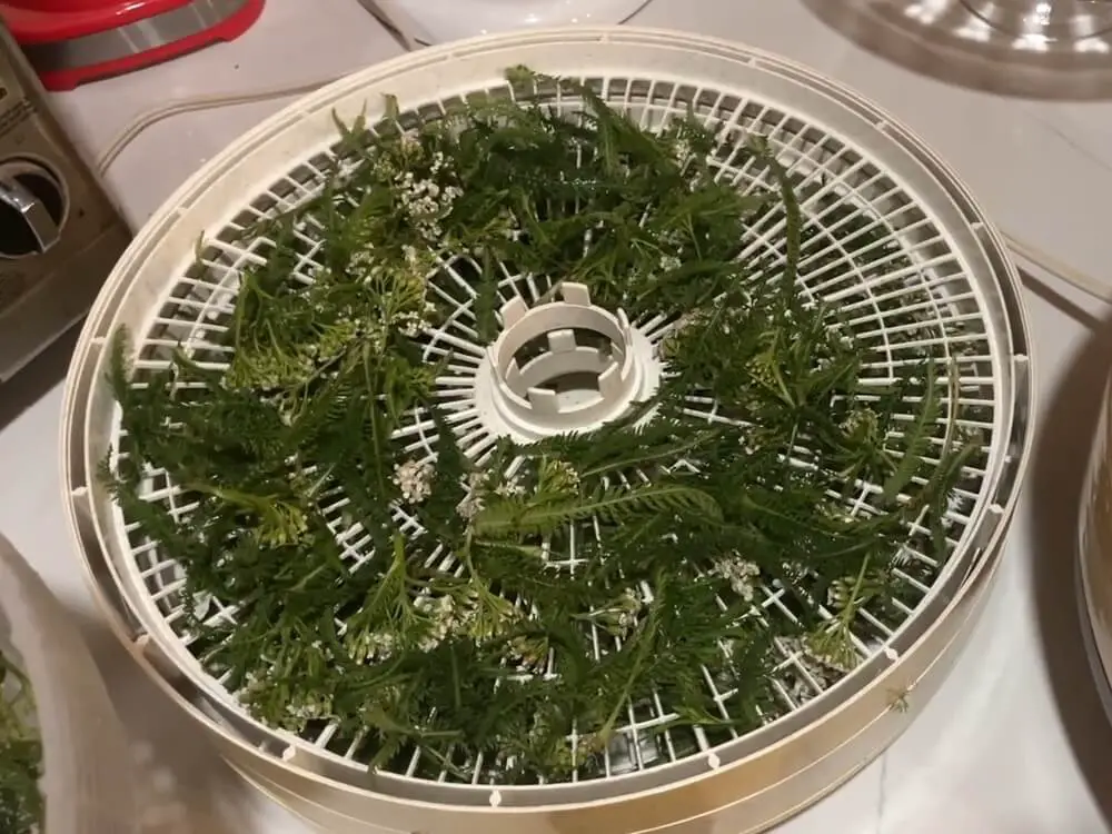 Dehydrating Yarrow