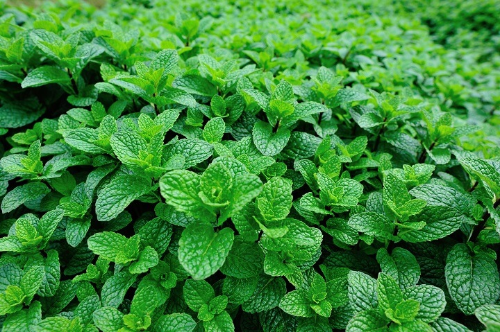 Dense Mint Plant In Garden