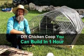 DIY Chicken Coop You Can Build In 1 Hour