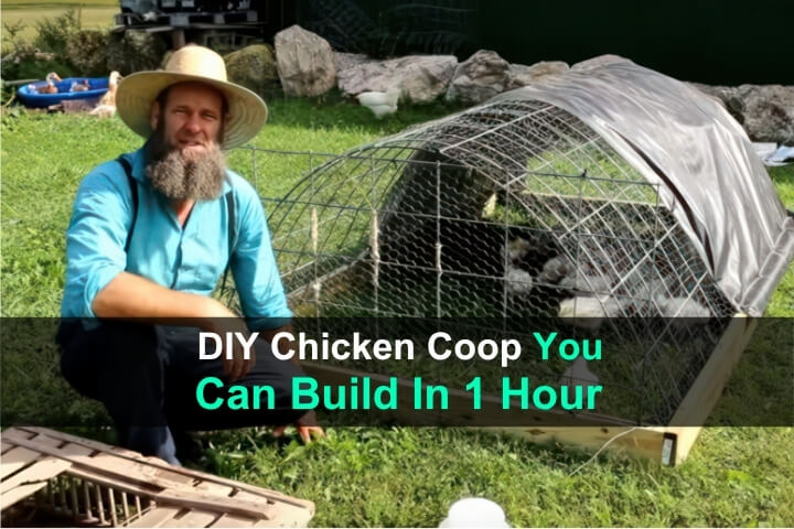 DIY Chicken Coop You Can Build In 1 Hour