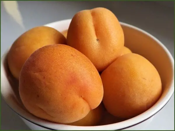 Domesticated Apricots