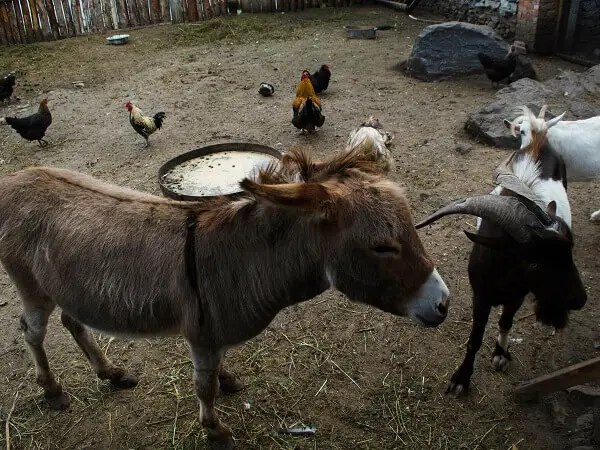Donkey, Goat, and Chickens