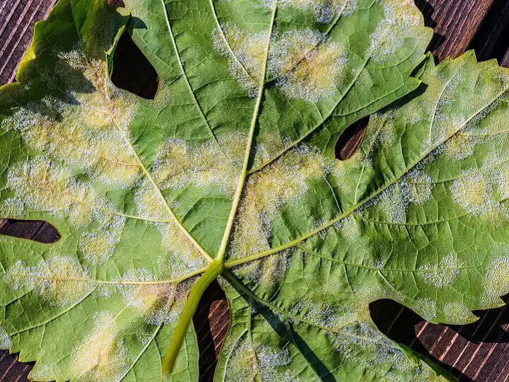 Downy Mildew on Bottom of Leaf