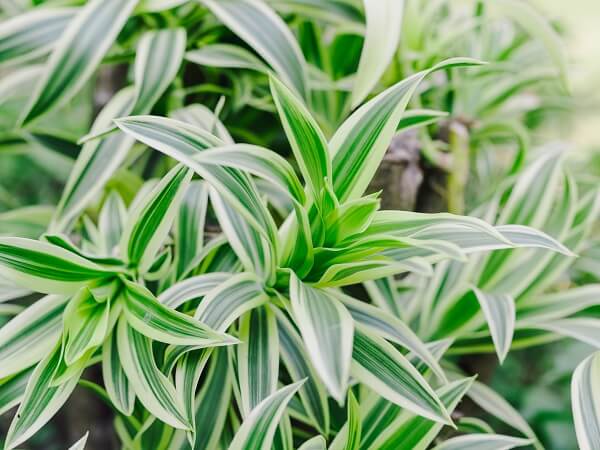 Dracaena Plant