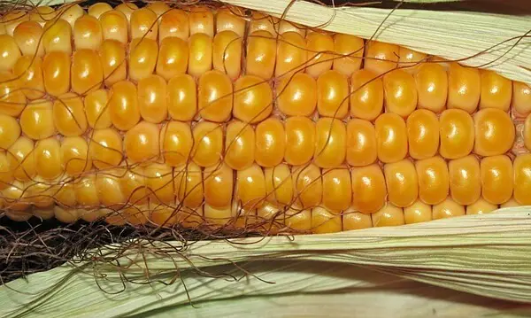 Dried Corn on the Cob