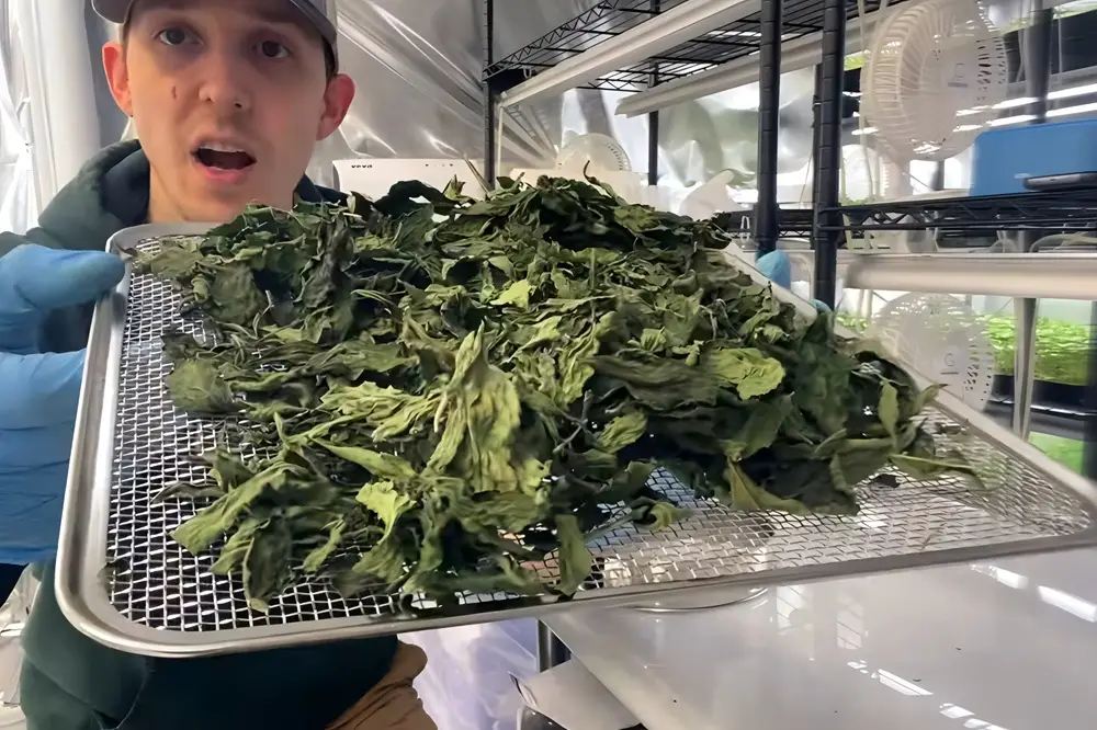 Dried Stevia Leaves