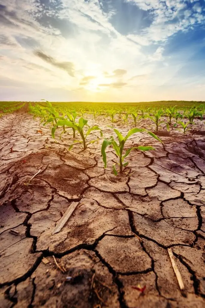 Drought in Corn Field