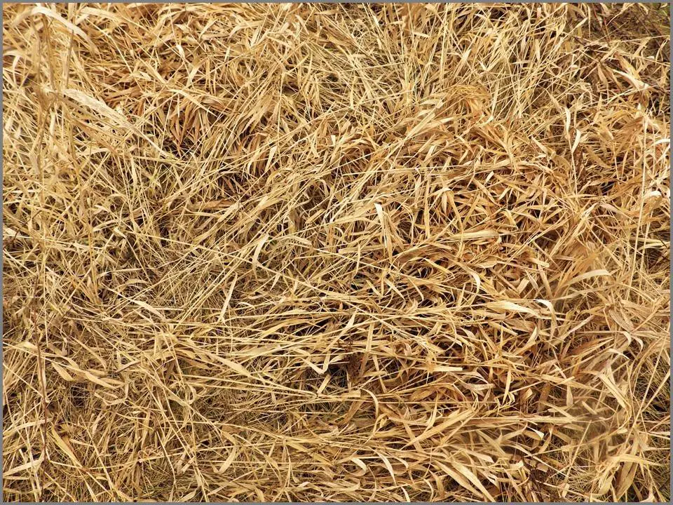 Dry Grass