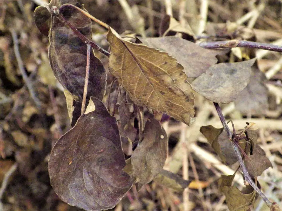 Dry Leaves