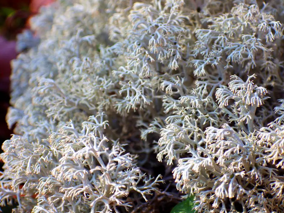 Dry Reindeer Moss