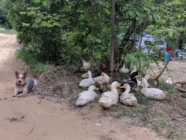 Ducks, Chickens, Shade