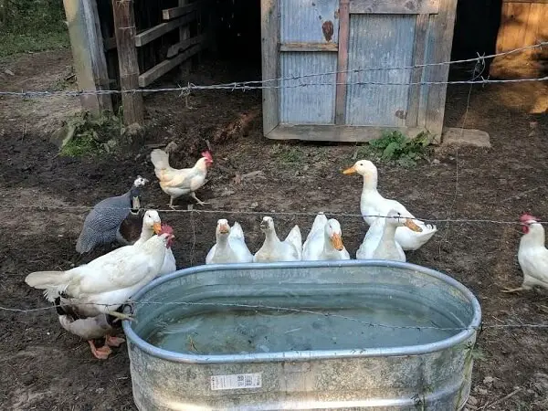 Ducks, Chickens, Water