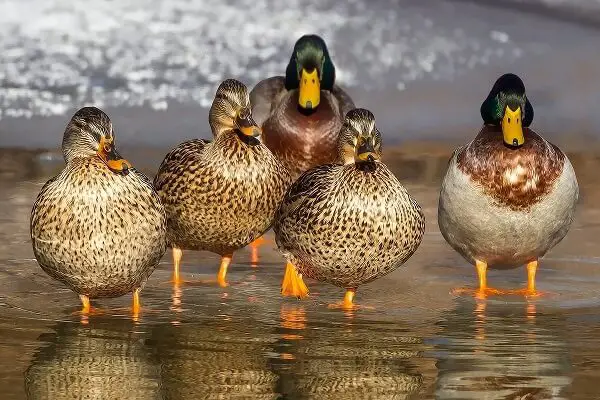 Ducks